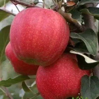 Яблоня ГАЛА ШНИГА в Борисове