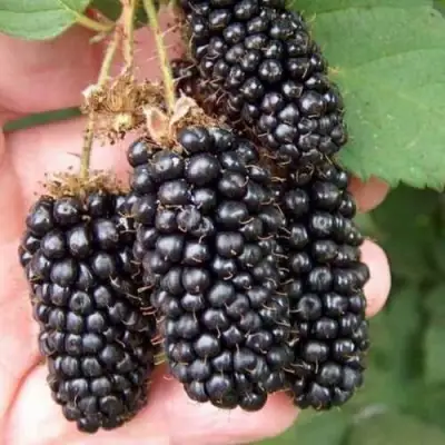 Ежевика ЛОХ НЕСС бесшипная  в Борисове