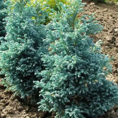 Кипарисовик БУЛЕВАРД горохоплодный в Борисове