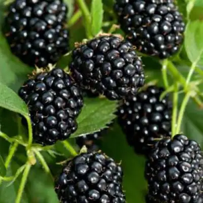 Ежевика КИТАНИНИ бесшипная  в Борисове