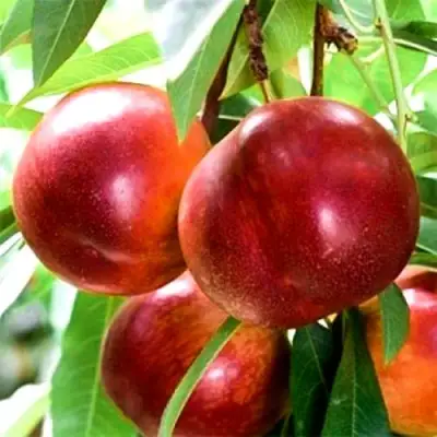 Нектарин СТАРК РЕД ГОЛД в Борисове