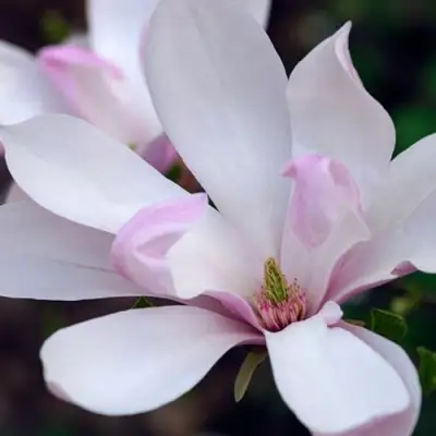 Магнолия ПИНКИ в Борисове