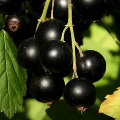 Смородина черная КЛУССОНОВСКАЯ в Борисове