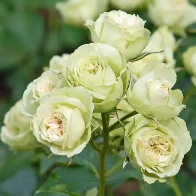 Роза ГРИН ДАЙМОНД миниатюрная в Борисове