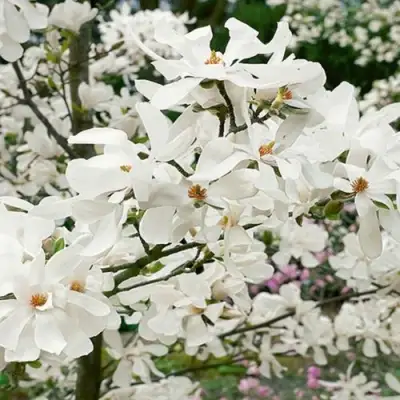 Магнолия ЛЕБНЕРА МЕРРИЛЛ в Борисове