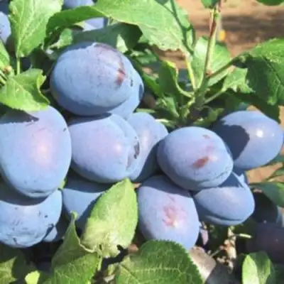 Слива ГИЛЬБЕРТ в Борисове