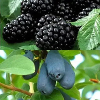 Комплект ЯГОДНЫЙ ДУЭТ в Борисове