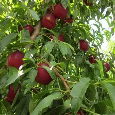 Нектарин ЭКСТРИМ БЬЮТИ в Борисове