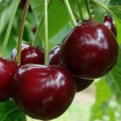 Вишня МИЛАВИЦА в Борисове