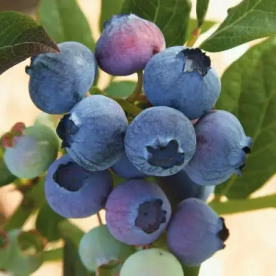 Голубика ОСОРНО в Борисове