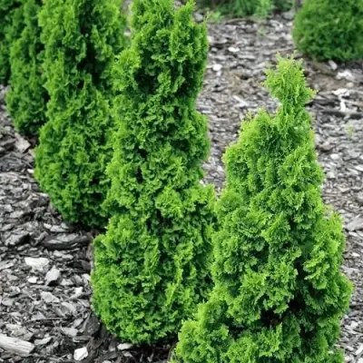 Туя ЗМАТЛИК западная в Борисове