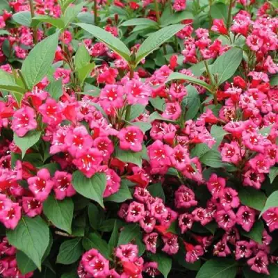 Вейгела БРИСТОЛЬ РУБИ в Борисове