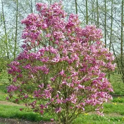 Магнолия СЬЮЗАН в Борисове