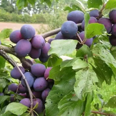 Слива ПЕРДРИГОН в Борисове