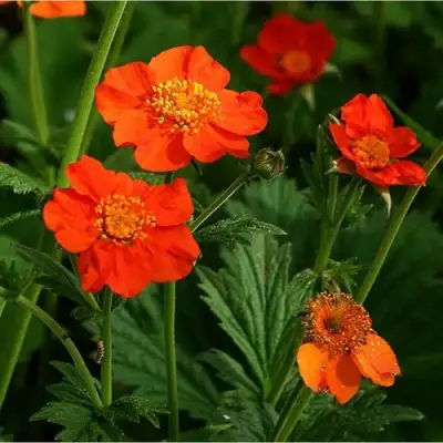 Гравилат БОРИСА в Борисове