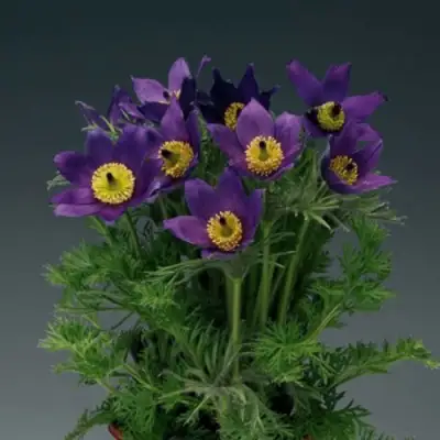 Прострел ПИНВИЛ БЛЮ ШЕЙДЕС в Борисове