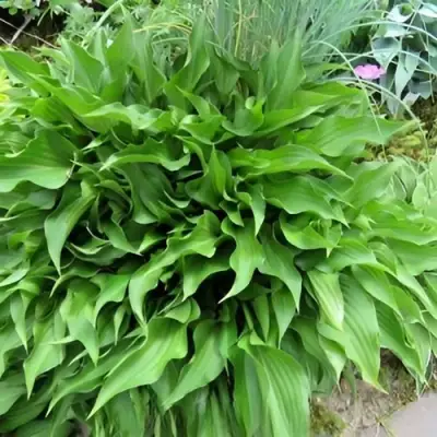 Хоста ГАРРИ ВАН ТРИЕР в Борисове