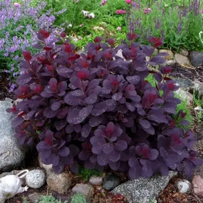 Скумпия РОЯЛ ПЕРПЛ кожевенная в Борисове