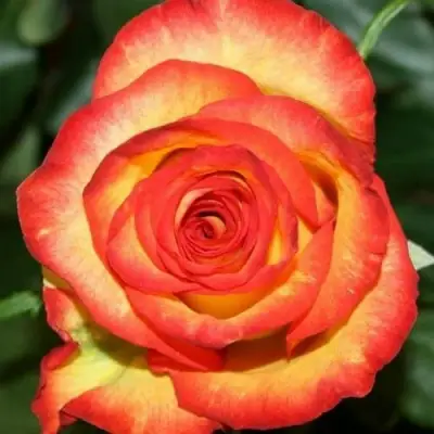 Роза ХАЙ МЭДЖИК чайно-гибридная в Борисове