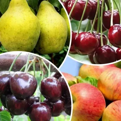 Комплект НАСЛАЖДЕНИЕ в Борисове