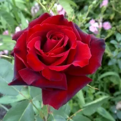 Роза ТАБУ чайно-гибридная в Борисове