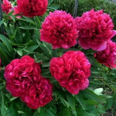 Пион БЕЛГРАВИЯ травянистый в Борисове