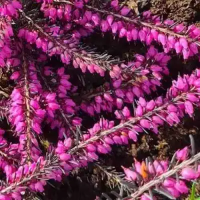 ЭРИКА "АЛЬПИЙСКИЙ ВЕРЕСК" (зимующая) сорт АТРОРУБРА в Борисове