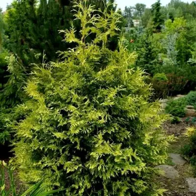 Туя ЗЕБРИНА ЭКСТРА ГОЛД складчатая в Борисове