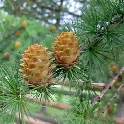 Лиственница КЕМПФЕРА в Борисове