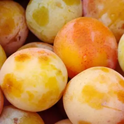 Слива ЯХОНТОВАЯ в Борисове