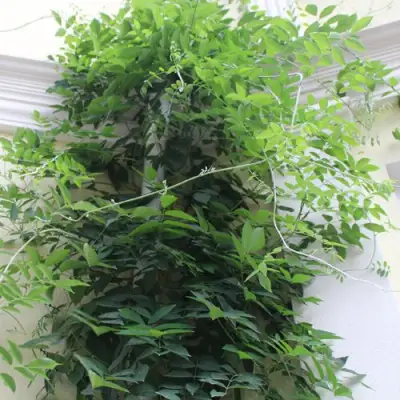 Глициния макростахия БЛЮ МУН в Борисове