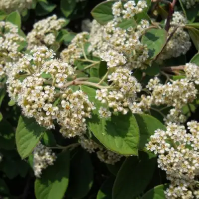 Кизильник пузырчатый в Борисове