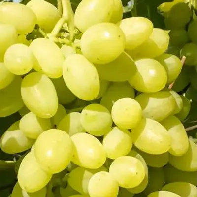 Виноград ДОЛГОЖДАННЫЙ в Борисове