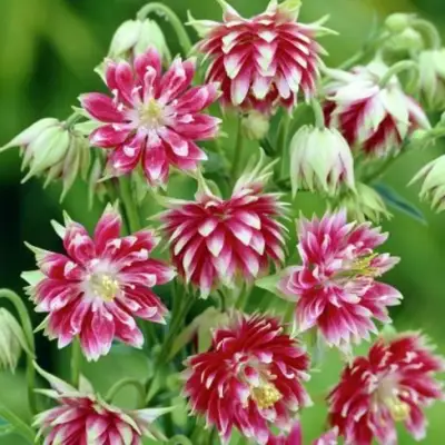 Аквилегия БАРЛОУ НОРА гибрид МакКаны в Борисове