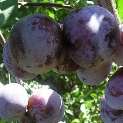 Слива РЕНКЛОД ХАРИТОНОВОЙ в Борисове