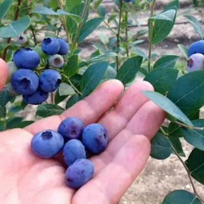 Голубика НОРТ КАНТРИ в Борисове