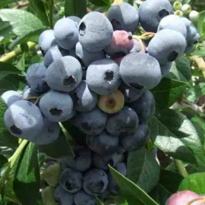 Голубика КРОЭТЭН в Борисове