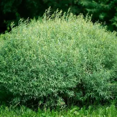 Ива НАНА пурпурная в Борисове