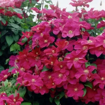 Клематис РУЖ КАРДИНАЛ в Борисове