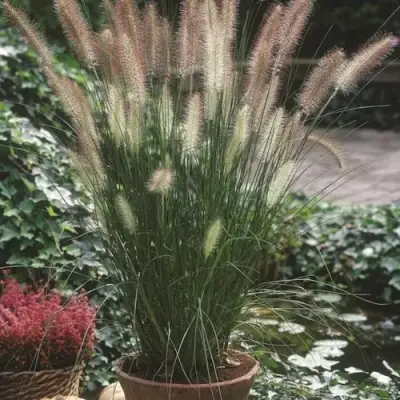 Пеннисетум ХАМЕЛН в Борисове