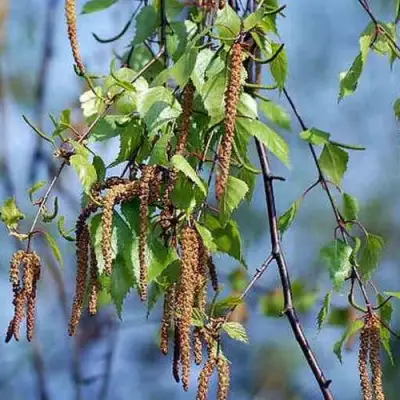 Береза ПОВИСЛАЯ в Борисове