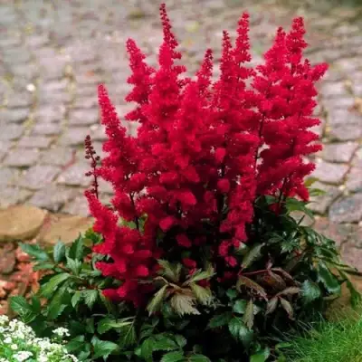 Астильба ГЛАТ Арендса в Борисове