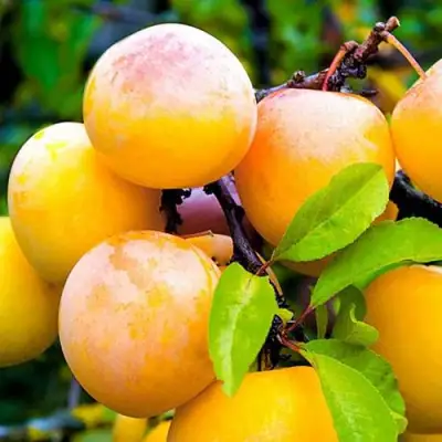 Слива МИНСКАЯ в Борисове