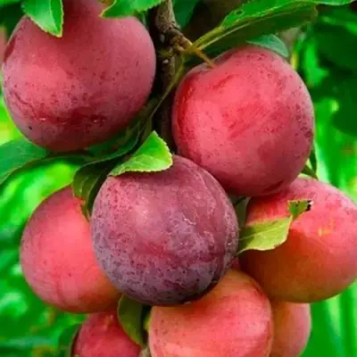 Слива КЛЕОПАТРА в Борисове