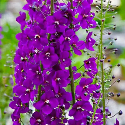 Коровяк ВИОЛЕТТА (вербаскум) в Борисове