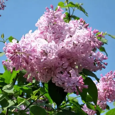 Сирень БУФФОН в Борисове