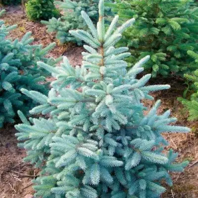 Ель КЕЙБАБ колючая в Борисове