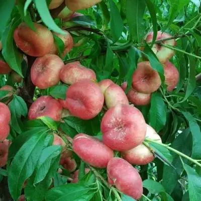 Нектарин КОНЦЕТТИНА в Борисове