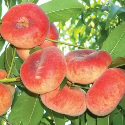 Персик САТУРН ИНЖИРНЫЙ в Борисове