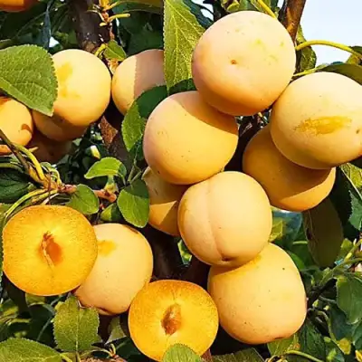 Слива РЕНКЛОД ранний в Борисове